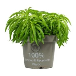Peperomia Ferreyrae Nevada - Happy Bean 14 Peperomia Ferreyrae Nevada - Happy Bean -Plant Promotion Store Peperomia ferreyrae Happy Bean
