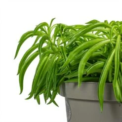 Peperomia Ferreyrae Nevada - Happy Bean 16 Peperomia Ferreyrae Nevada - Happy Bean -Plant Promotion Store Peperomia ferreyrae Happy Bean Stems