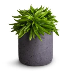 Peperomia Ferreyrae Nevada - Happy Bean 13 Peperomia Ferreyrae Nevada - Happy Bean -Plant Promotion Store Peperomia ferreyrae Nevada Happy Bean 10.5x15cm Charlie Plant Pot Black Washed 12x12cm
