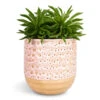 Peperomia Ferreyrae Nevada - Happy Bean -Plant Promotion Store Peperomia ferreyrae Nevada Happy Bean 10.5x15cm Ocean Glaze Plant Pot Morganite 13x13cm