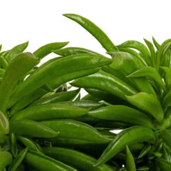 Peperomia Ferreyrae Nevada - Happy Bean 17 Peperomia Ferreyrae Nevada - Happy Bean -Plant Promotion Store Peperomia ferreyrae Nevada Happy Bean DETAIL 2