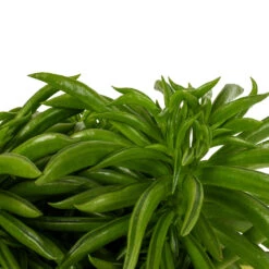 Peperomia Ferreyrae Nevada - Happy Bean 18 Peperomia Ferreyrae Nevada - Happy Bean -Plant Promotion Store Peperomia ferreyrae Nevada Happy Bean DETAIL