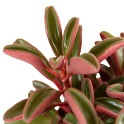 Peperomia Graveolens - Ruby Glow Radiator Plant 12 Peperomia Graveolens - Ruby Glow Radiator Plant -Plant Promotion Store Peperomia graveolens Ruby Glow Radiator Plant 1