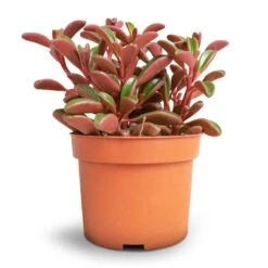 Peperomia Graveolens - Ruby Glow Radiator Plant 10 Peperomia Graveolens - Ruby Glow Radiator Plant -Plant Promotion Store Peperomia graveolens Ruby Glow Radiator Plant 10.5x17cm