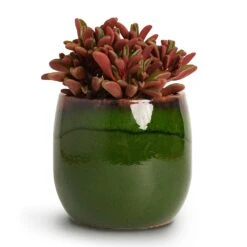 Charlotte Plant Pot - Green 33 Charlotte Plant Pot - Green -Plant Promotion Store Peperomia graveolens Ruby Glow Radiator Plant 10.5x17cm Charlotte Plant Pot Green 15x13cm 6e1b678a 0a33 4902 931d 3e0c19348120