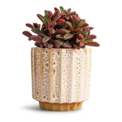 Lugano Scalloped Plant Pot - Mustard -Plant Promotion Store Peperomia graveolens Ruby Glow Radiator Plant 10.5x17cm Lugano Scalloped Plant Pot Mustard 13x13cm 0aadc796 596b 4f7f be8a 850a180dcff4