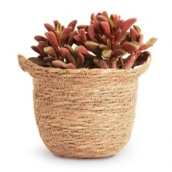 Peperomia Graveolens - Ruby Glow Radiator Plant 11 Peperomia Graveolens - Ruby Glow Radiator Plant -Plant Promotion Store Peperomia graveolens Ruby Glow Radiator Plant 10.5x17cm Nelis Plant Basket Camel 13x12cm 9ec1d073 f317 4ca9 89c4 be0f6487a030