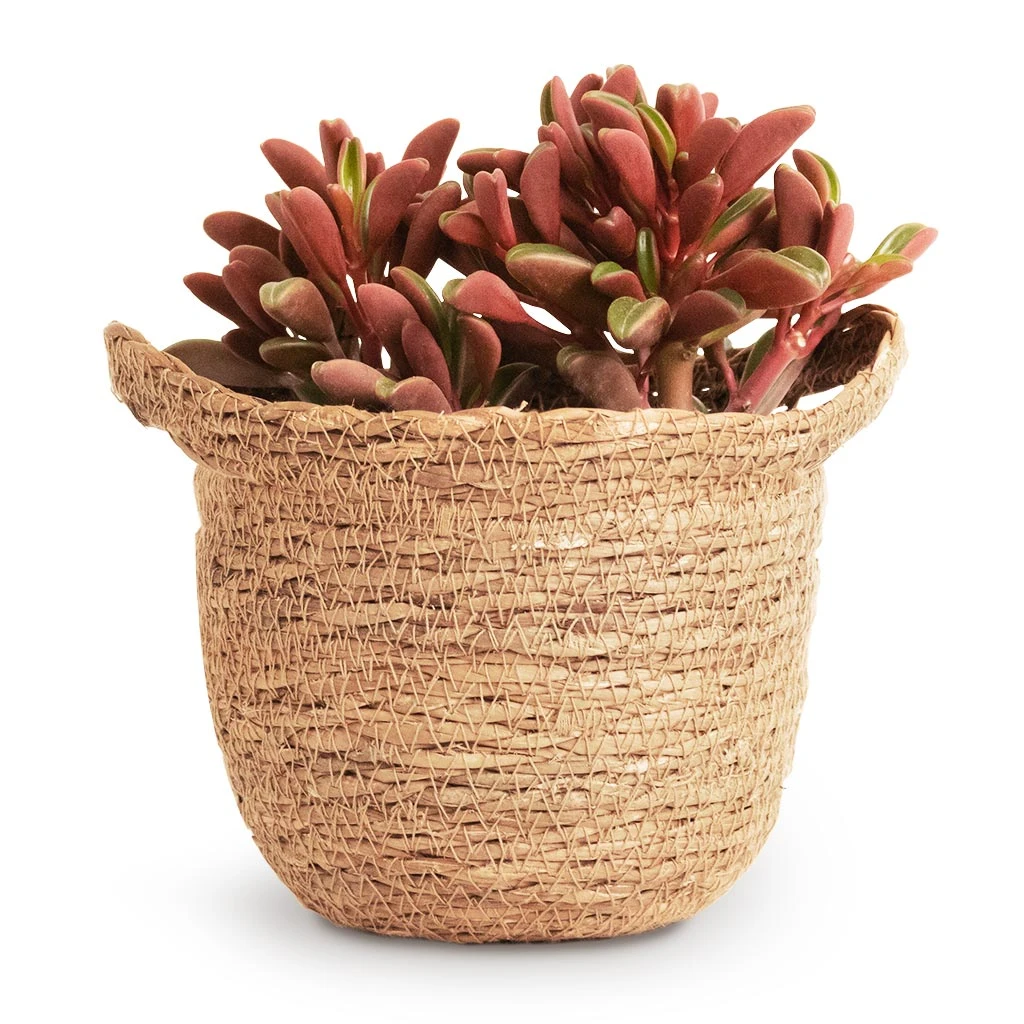 Peperomia Graveolens - Ruby Glow Radiator Plant 6 Peperomia Graveolens - Ruby Glow Radiator Plant - Image 4