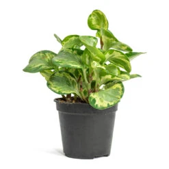 Peperomia Obtusifolia Golden Gate - Baby Rubber Plant 14 Peperomia Obtusifolia Golden Gate - Baby Rubber Plant -Plant Promotion Store Peperomia obtusifolia Golden Gate Baby Rubber Plant 14cm