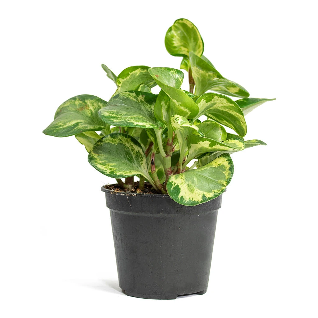 Peperomia Obtusifolia Golden Gate - Baby Rubber Plant 6 Peperomia Obtusifolia Golden Gate - Baby Rubber Plant - Image 4