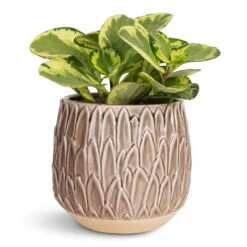Peperomia Obtusifolia Golden Gate - Baby Rubber Plant 15 Peperomia Obtusifolia Golden Gate - Baby Rubber Plant -Plant Promotion Store Peperomia obtusifolia Golden Gate Baby Rubber Plant 14x25cm Arles Leaf Plant Pot Mocha 17x17cm
