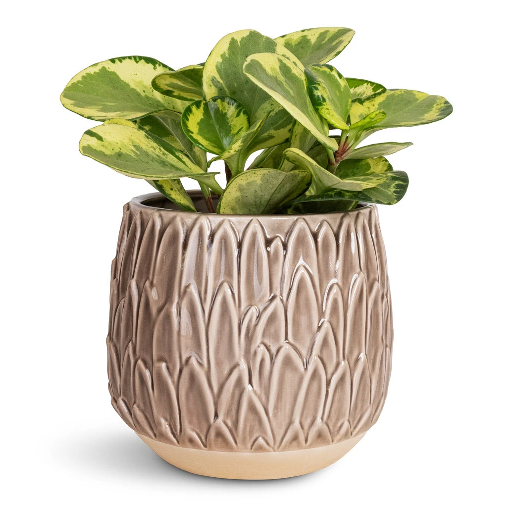 Peperomia Obtusifolia Golden Gate - Baby Rubber Plant 7 Peperomia Obtusifolia Golden Gate - Baby Rubber Plant - Image 5