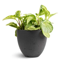 Peperomia Obtusifolia Golden Gate - Baby Rubber Plant 16 Peperomia Obtusifolia Golden Gate - Baby Rubber Plant -Plant Promotion Store Peperomia obtusifolia Golden Gate Baby Rubber Plant 14x25cm Mini Jesslyn Plant Pot Black Washed 18x15cm 1