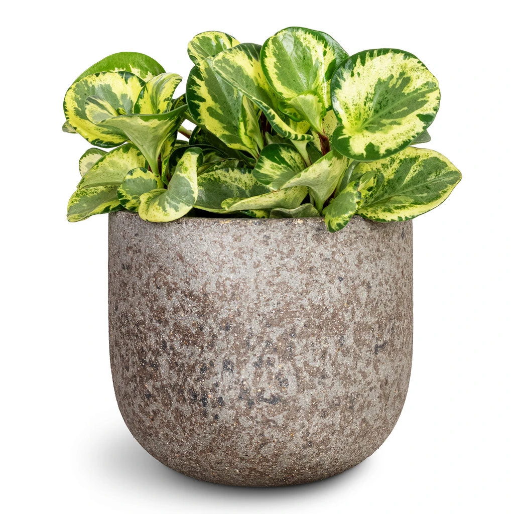 Cody Cement & Stone Plant Pot - Granite Grey 8 Cody Cement & Stone Plant Pot - Granite Grey - Image 6