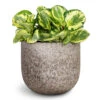 Peperomia Obtusifolia Golden Gate - Baby Rubber Plant 2 Peperomia Obtusifolia Golden Gate - Baby Rubber Plant -Plant Promotion Store Peperomia obtusifolia Golden Gate Baby Rubber Plant 20x40cm Cody Cement Stone Plant Pot Granite Grey 25x22cm