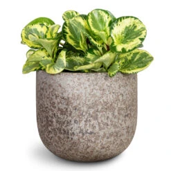 Peperomia Obtusifolia Golden Gate - Baby Rubber Plant