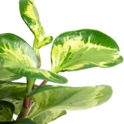 Peperomia Obtusifolia Golden Gate - Baby Rubber Plant 18 Peperomia Obtusifolia Golden Gate - Baby Rubber Plant -Plant Promotion Store Peperomia obtusifolia Golden Gate Baby Rubber Plant Close Up