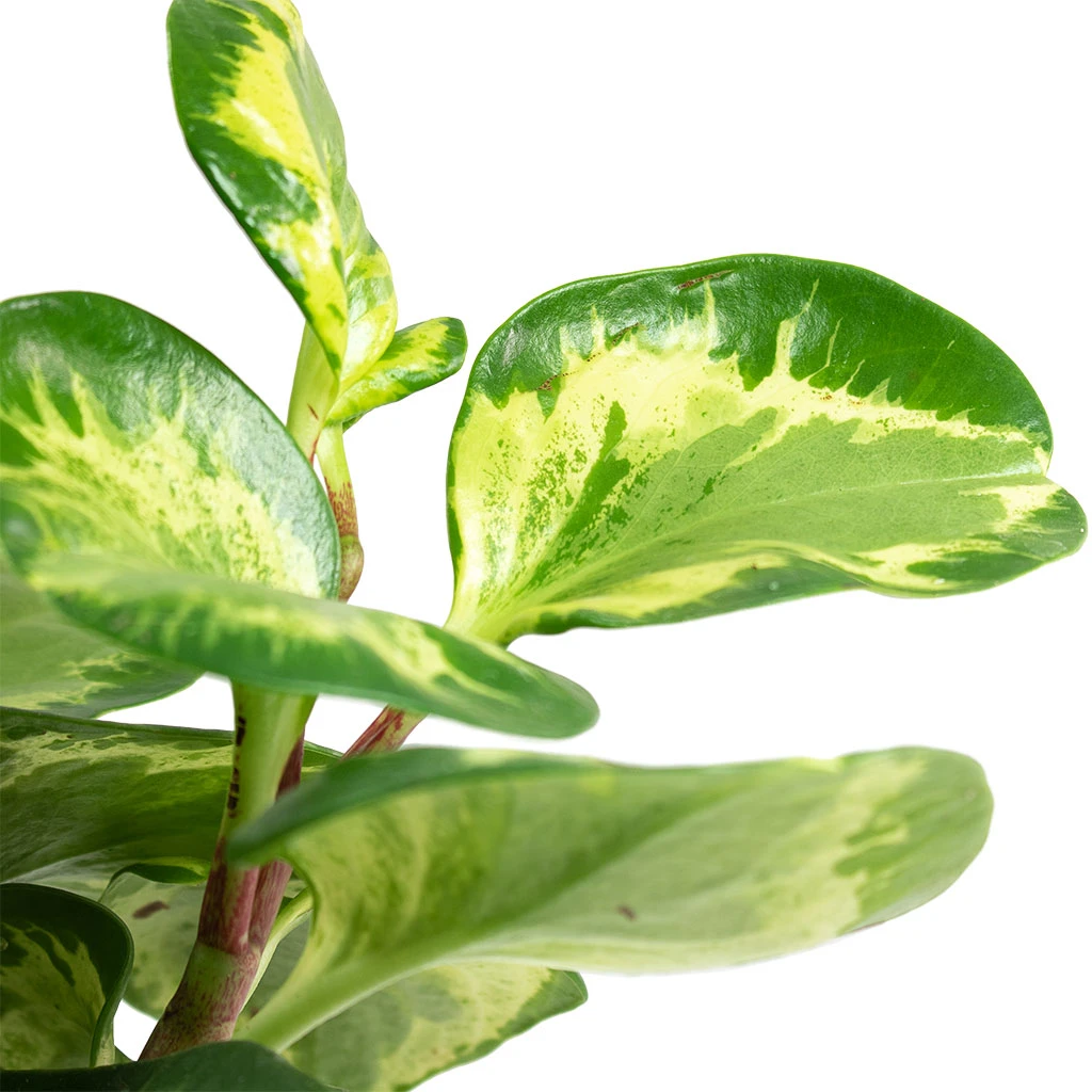 Peperomia Obtusifolia Golden Gate - Baby Rubber Plant 10 Peperomia Obtusifolia Golden Gate - Baby Rubber Plant - Image 8