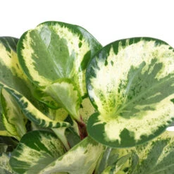 Peperomia Obtusifolia Golden Gate - Baby Rubber Plant 13 Peperomia Obtusifolia Golden Gate - Baby Rubber Plant -Plant Promotion Store Peperomia obtusifolia Golden Gate Baby Rubber Plant DETAIL