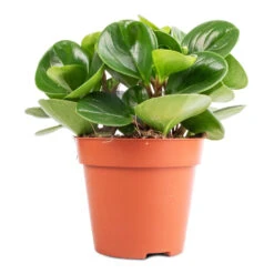 Peperomia Obtusifolia Green - Baby Rubber Plant 17 Peperomia Obtusifolia Green - Baby Rubber Plant -Plant Promotion Store Peperomia obtusifolia Green Baby Rubber Plant 11x20cm