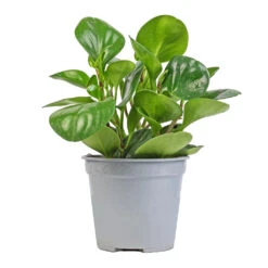 Peperomia Obtusifolia Green - Baby Rubber Plant 18 Peperomia Obtusifolia Green - Baby Rubber Plant -Plant Promotion Store Peperomia obtusifolia Green Baby Rubber Plant 14x20cm