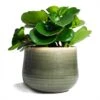 Peperomia Obtusifolia Green - Baby Rubber Plant 2 Peperomia Obtusifolia Green - Baby Rubber Plant -Plant Promotion Store Peperomia obtusifolia Green Baby Rubber Plant 14x20cm Iris Plant Pot Moss Grey 18x15cm