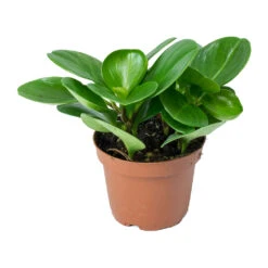 Peperomia Obtusifolia Green - Baby Rubber Plant 15 Peperomia Obtusifolia Green - Baby Rubber Plant -Plant Promotion Store Peperomia obtusifolia Green Baby Rubber Plant