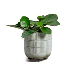 Peperomia Clusiifolia Red Margin - Red Edged Radiator Plant -Plant Promotion Store Peperomia obtusifolia Green Baby Rubber Plant Denise Plant Pot Off White