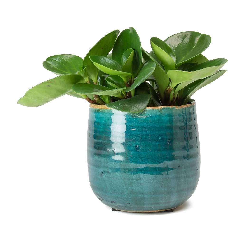Peperomia Obtusifolia Green - Baby Rubber Plant 10 Peperomia Obtusifolia Green - Baby Rubber Plant - Image 8