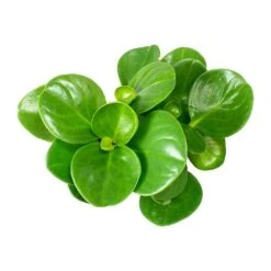 Peperomia Obtusifolia Green - Baby Rubber Plant 16 Peperomia Obtusifolia Green - Baby Rubber Plant -Plant Promotion Store Peperomia obtusifolia Green Baby Rubber Plant Leaves