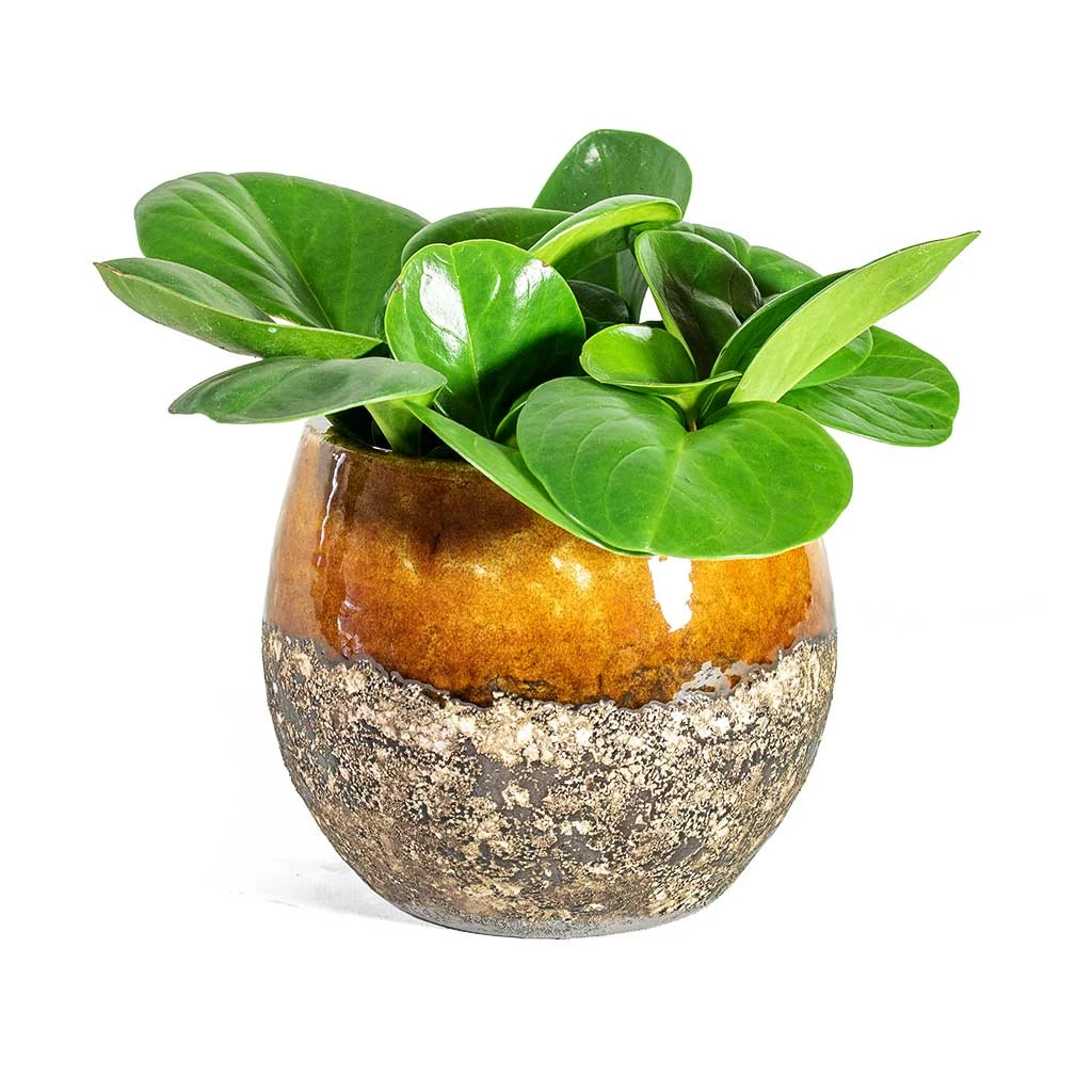 Peperomia Obtusifolia Green - Baby Rubber Plant 11 Peperomia Obtusifolia Green - Baby Rubber Plant - Image 9