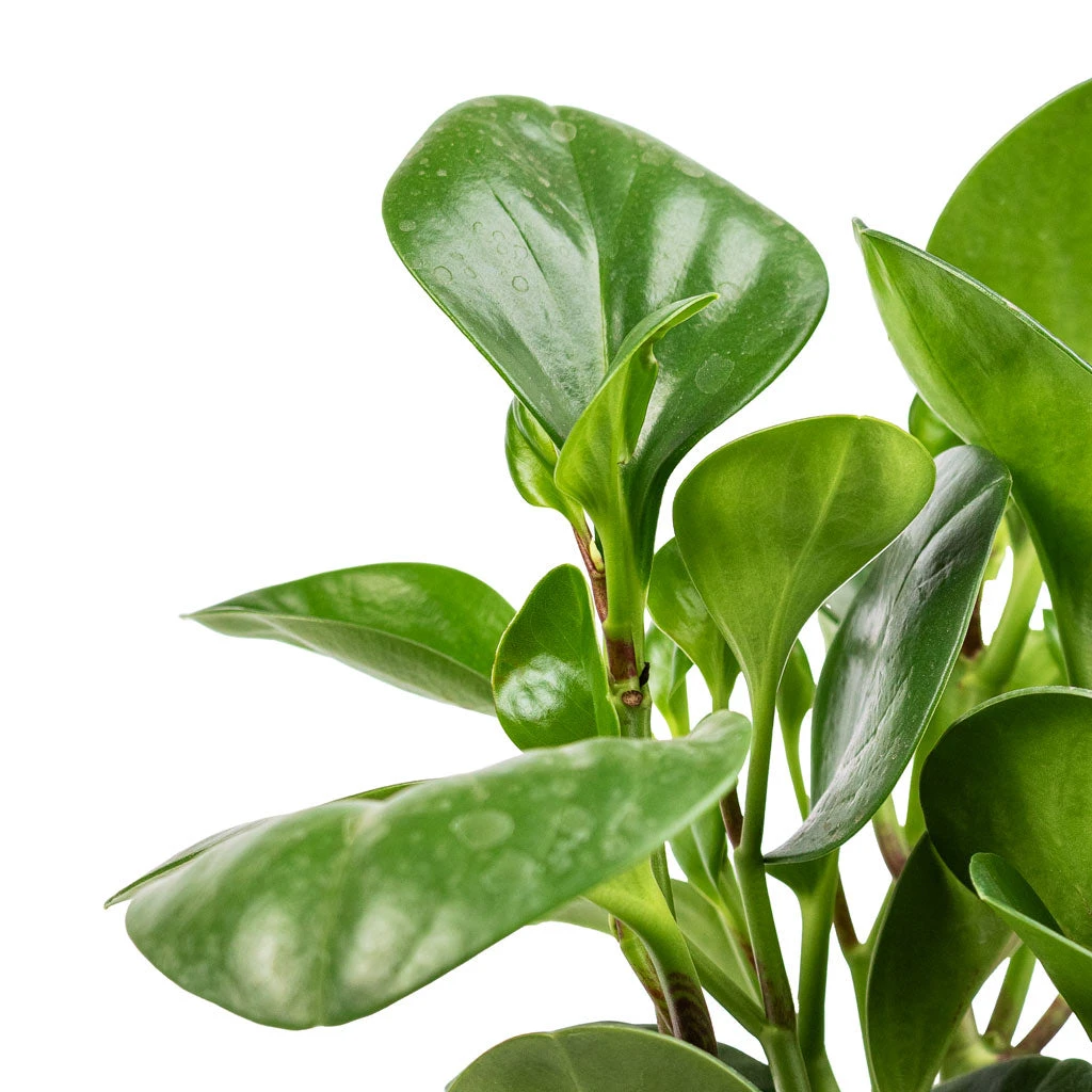 Peperomia Obtusifolia Green - Baby Rubber Plant 4 Peperomia Obtusifolia Green - Baby Rubber Plant - Image 2