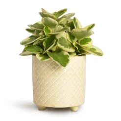 Peperomia Obtusifolia Obtipan Bicolor -Plant Promotion Store Peperomia obtusifolia Obtipan Bicolor 12x20cm Bilbao Plant Pot Pale Jade 14x14cm