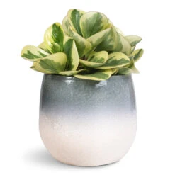 Fem Plant Pot - Sky Blue -Plant Promotion Store Peperomia obtusifolia Obtipan Bicolor 12x20cm Fem Pot Sky Blue 15x13cm 1