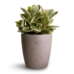 Peperomia Obtusifolia Obtipan Bicolor -Plant Promotion Store Peperomia obtusifolia Obtipan Bicolor 12x20cm Gerben Plant Pot Grey Washed 15x16cm 82796cb9 8275 47a0 bc86 32e841e32374