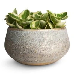 Noor Plant Bowl - Metallic Grey 10 Noor Plant Bowl - Metallic Grey -Plant Promotion Store Peperomia obtusifolia Obtipan Bicolor 12x20cm Noor Plant Bowl Metallic Grey 28x13cm
