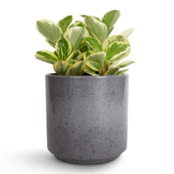 Peperomia Obtusifolia Obtipan Bicolor -Plant Promotion Store Peperomia obtusifolia Obtipan Bicolor 12x20cm Remmi Glaze Plant Pot Grey 14x14cm 06be5a2f e04b 4b9f 9743 9c2e146f0009