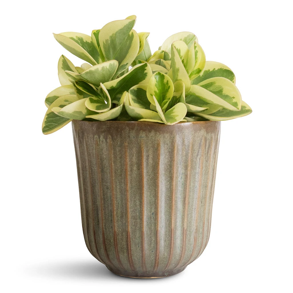 Peperomia Obtusifolia Golden Gate - Baby Rubber Plant 4 Peperomia Obtusifolia Golden Gate - Baby Rubber Plant - Image 2