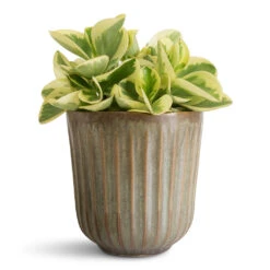 Roger Plant Pot - Thyme -Plant Promotion Store Peperomia obtusifolia Obtipan Bicolor 12x20cm Roger Pot Thyme 14x14cm 2