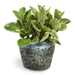 Peperomia Obtusifolia Variegata - Variegated Baby Rubber Plant 12 Peperomia Obtusifolia Variegata - Variegated Baby Rubber Plant -Plant Promotion Store Peperomia obtusifolia Variegata Variegated Baby Rubber Plant 12x20cm Lava Couple Straight Relic Planter Jade 19x13cm