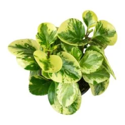 Peperomia Obtusifolia Variegata - Variegated Baby Rubber Plant 13 Peperomia Obtusifolia Variegata - Variegated Baby Rubber Plant -Plant Promotion Store Peperomia obtusifolia Variegata indoor plant leaves