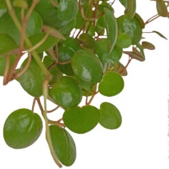 Peperomia Prostrata Pepperspot - String Of Coins 14 Peperomia Prostrata Pepperspot - String Of Coins -Plant Promotion Store Peperomia prostrata Pepperspot String of Coins 11x25cm 2