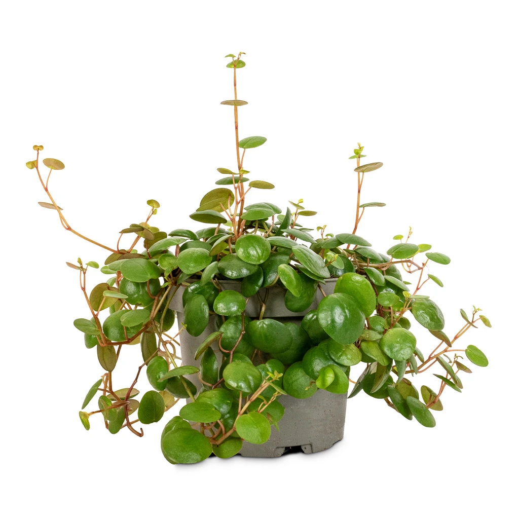 Peperomia Prostrata Pepperspot - String Of Coins 5 Peperomia Prostrata Pepperspot - String Of Coins - Image 3