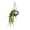 Aeschynanthus Pink Polka - Lipstick Plant 2 Aeschynanthus Pink Polka - Lipstick Plant -Plant Promotion Store Peperomia prostrata Pepperspot String of Coins 15x20cm Gradient Hanging Plant Globe Matt Grey 24x19cm