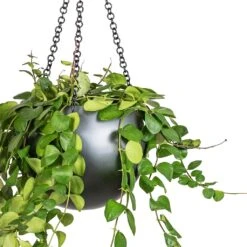 Plant Promotion Store -Plant Promotion Store Peperomia prostrata Pepperspot String of Coins 15x20cm Gradient Hanging Plant Globe Matt Grey 24x19cm 2