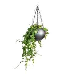 Gradient Hanging Plant Globe - Matt Grey -Plant Promotion Store Peperomia prostrata Pepperspot String of Coins 15x20cm Gradient Hanging Plant Globe Matt Grey 24x19cm 8229e548 e96e 4af8 a4b4 9dfa73bde1f8