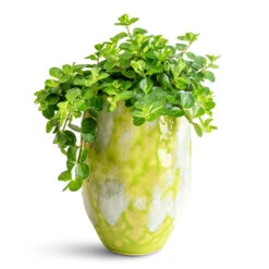 Davide Plant Pot - Apple Green 10 Davide Plant Pot - Apple Green -Plant Promotion Store Peperomia rotundifolia Trailing Jade 12x20cm Davide Pot Apple Green 15 20cm 1