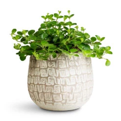 Renzo Plant Pot - Sand -Plant Promotion Store Peperomia rotundifolia Trailing Jade 12x20cm Renzo Pot Sand 15x13cm
