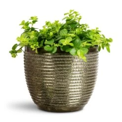 Elise Metal Plant Pot - Green 20 Elise Metal Plant Pot - Green -Plant Promotion Store Peperomia rotundifolia Trailing Jade 15x25cm Elise Metal Pot Green 17x15cm