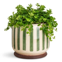Stripe Plant Pot - Green 16 Stripe Plant Pot - Green -Plant Promotion Store Peperomia rotundifolia Trailing Jade 15x25cm Stripe Pot Green 18x16cm 1